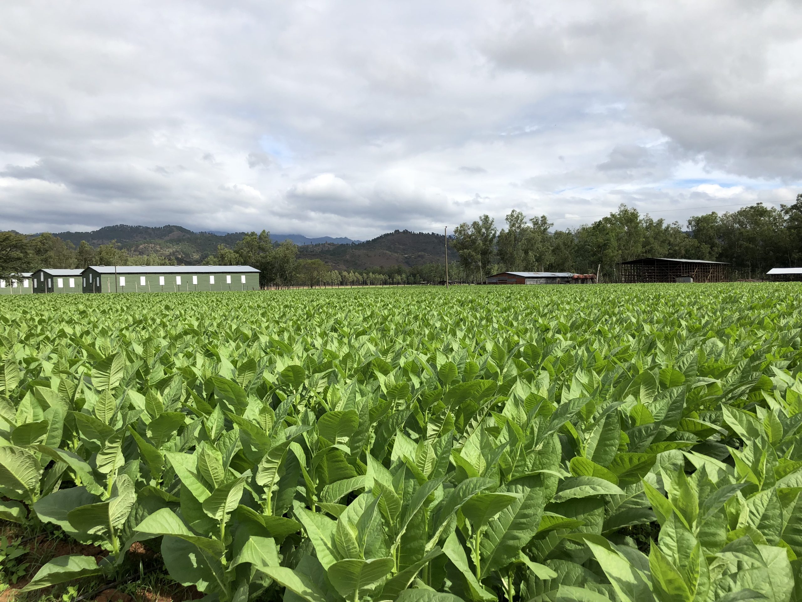 Aladino Jamastran Honduras Polski Aficionado